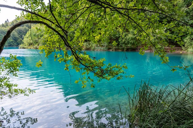 Plitvicemeren in het mooie zomerlandschap van Kroatië met boomtakken tegen turkoois water