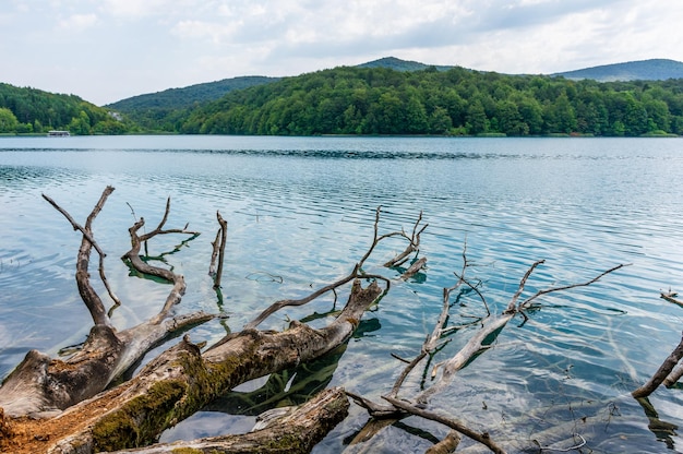 Plitvicemeren in het mooie zomerlandschap van Kroatië met omgevallen boom in turkoois water