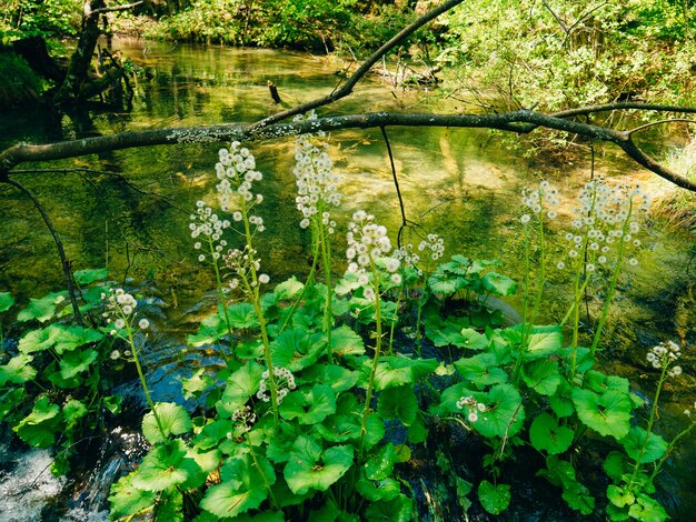 Plitvicemeren Kroatië het grondgebied van nationaal park