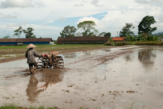 Ploeg rijstvelden in Indonesië