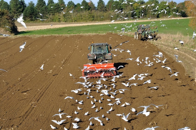 Ploegtrekker omringd door meeuwen