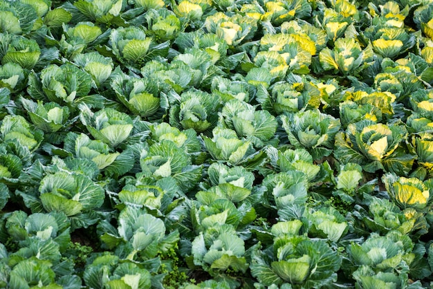 Plot of cabbage on the mountain in northern Thailand