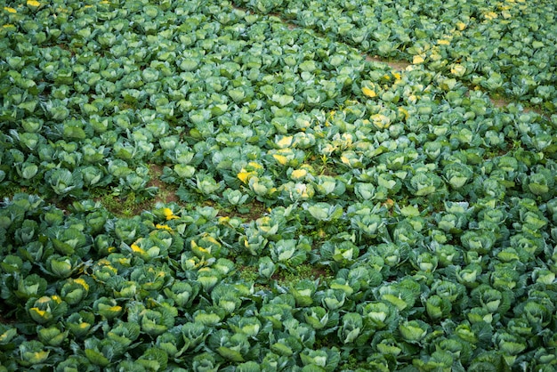 Plot van kool op de berg in het noorden van Thailand