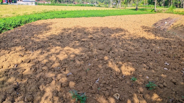 plots of land plowed for crops