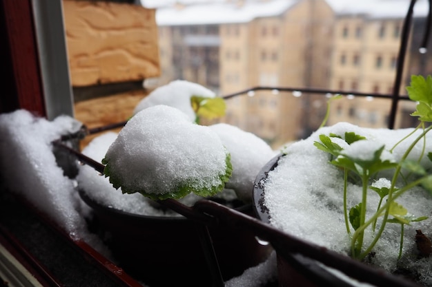 Plotselinge sneeuwval en sneeuwstorm Bevriezing van verse scheuten Woongebouwen met meerdere verdiepingen Grote sneeuwvlokken vliegen en draaien Geranium of pelargonium is een koudebestendige plant Groene peterselieblaadjes