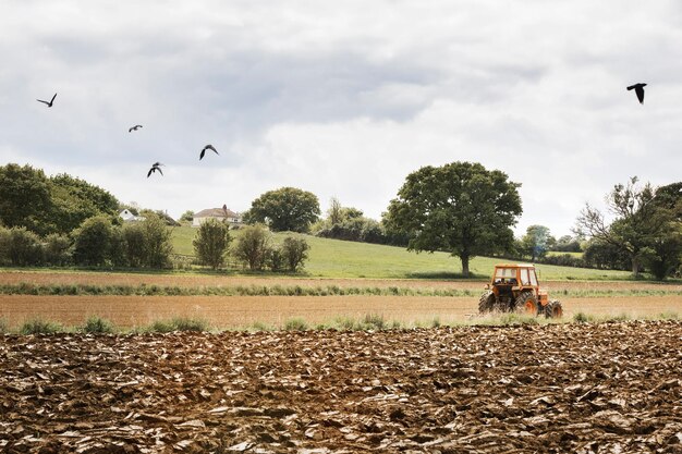 A ploughed field and a tractor on the move Birds in the air