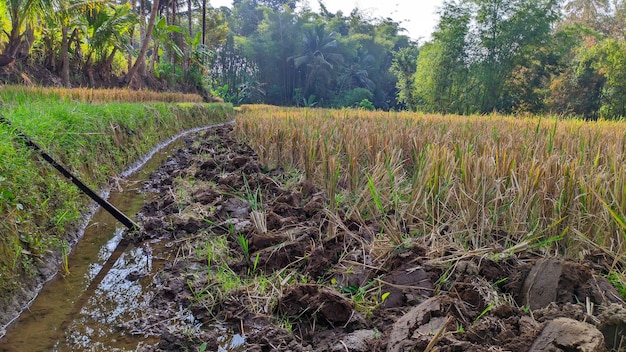 ploughed rice fields