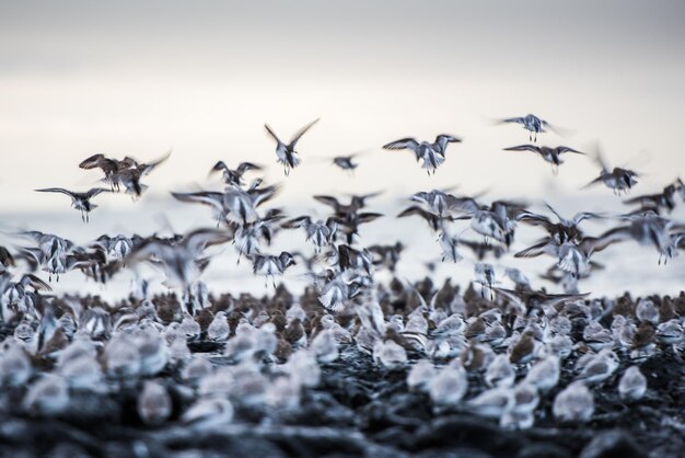 Photo plovers at seaside