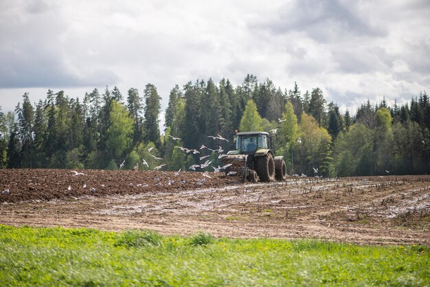 Foto plow tractor omringd door vogels meeuwen