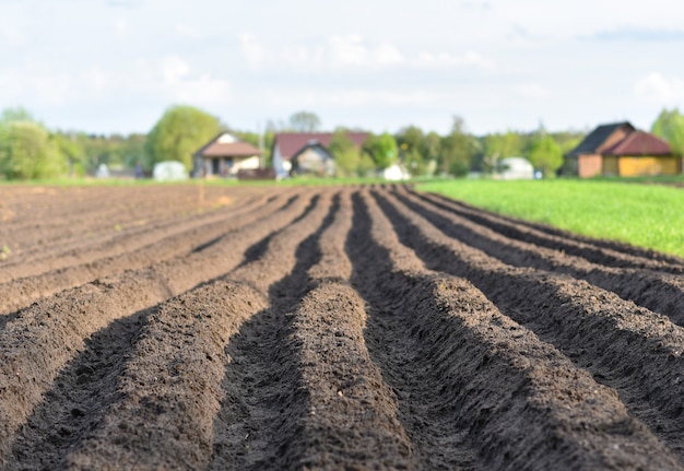 Plowed agricultural field, furrows on the ground.