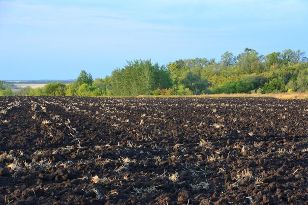 Foto un campo agricolo arato con alberi verdi e spazio di copia del cielo blu