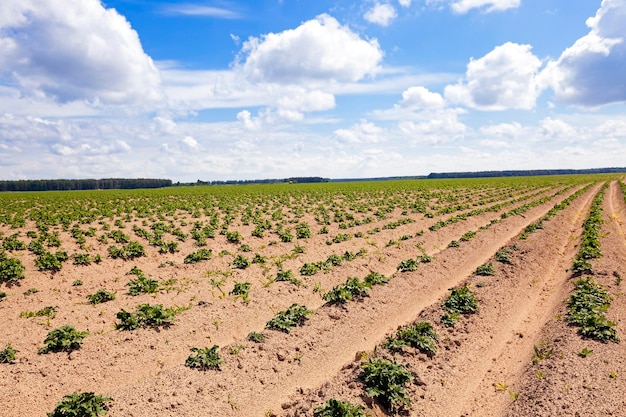 Plowed agricultural field