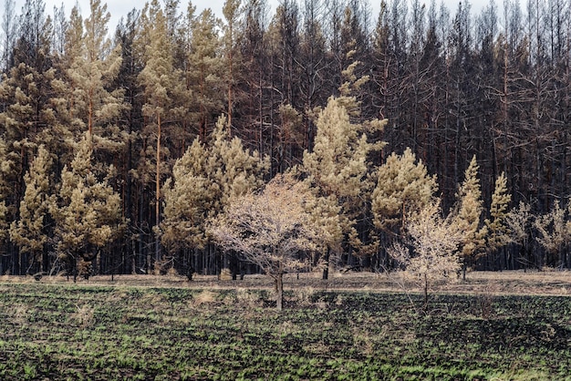 写真 焼けた森の耕された端。オレンブルク州、ロシア