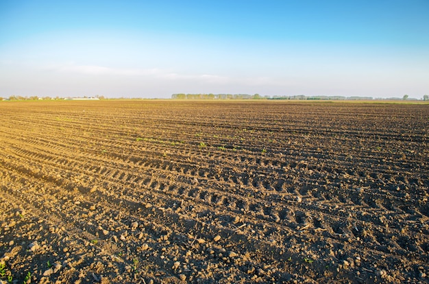 Plowed field after cultivation for planting 