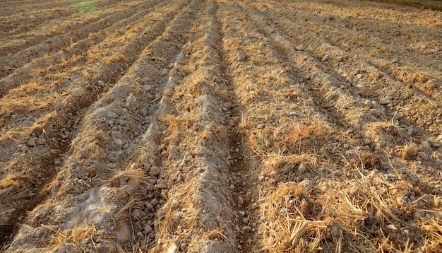 Photo plowed field in autumn