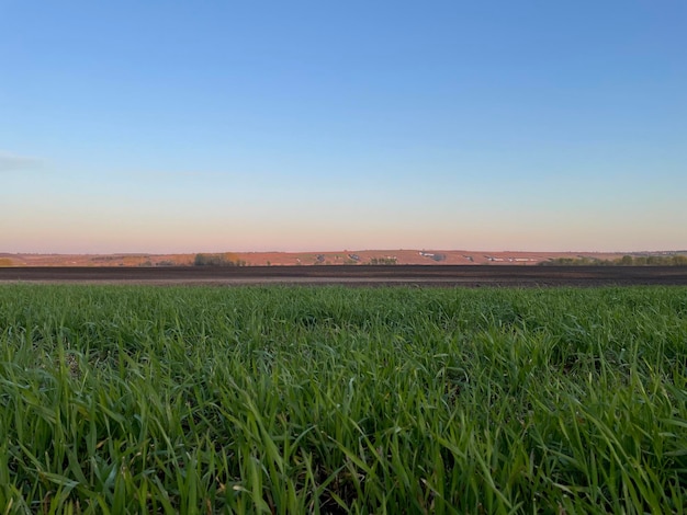 Plowed field green grass and blue sky