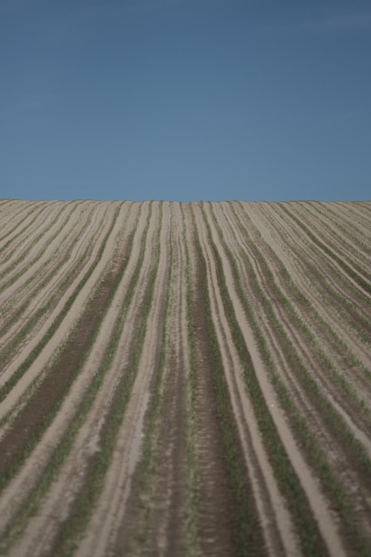 Foto campo arato al mattino