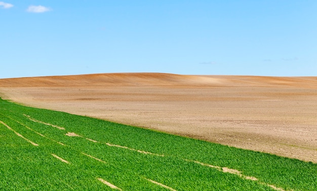 A plowed field on which parts are grown oats, whose green shoots have risen, the spring landscape