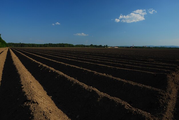 Plowed field