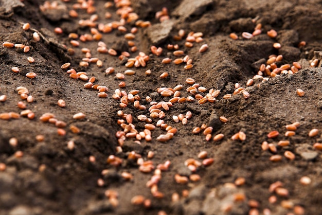 Plowed land for cereal