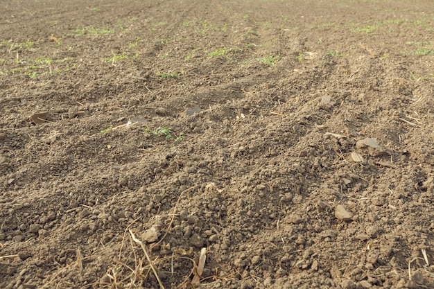 Plowed land field