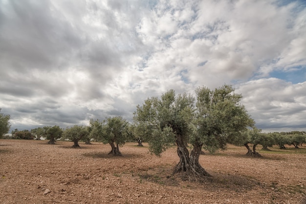 Plowed land in olive grove in perspective contrasting with sky with clouds plowed land