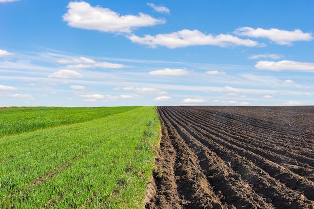 Plowed and sown fields