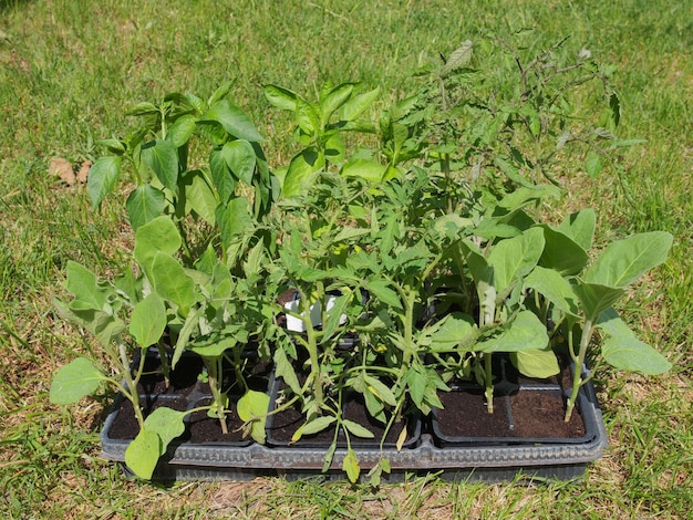 Plug plant in trays