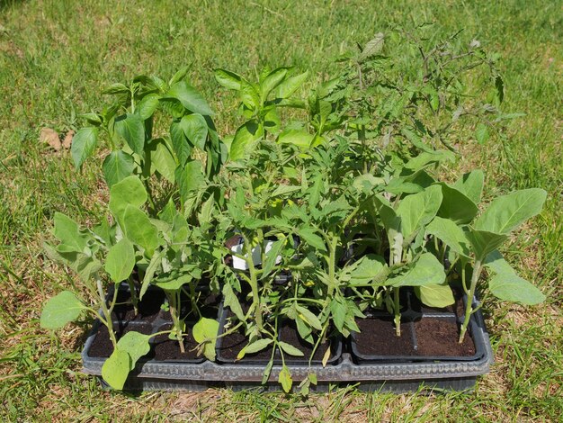 Plug plant in trays