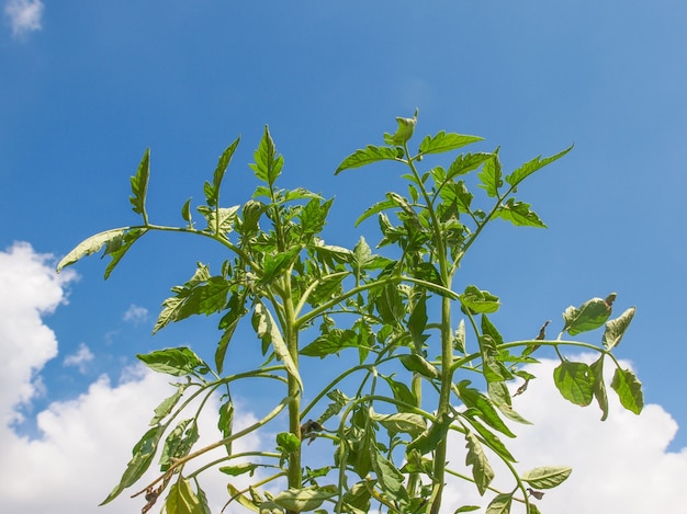 Plug tomato plant