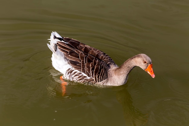 Pluimveehouderij De grote grijze gans zwemt in de vijverclose-up op een winteravond