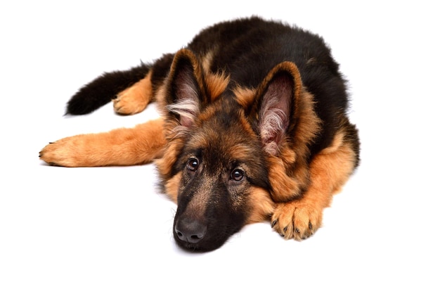 Pluizig Duitse herdershond geïsoleerd op een witte achtergrond. Puppy is mooi, grappig en attent. Portret, close-up