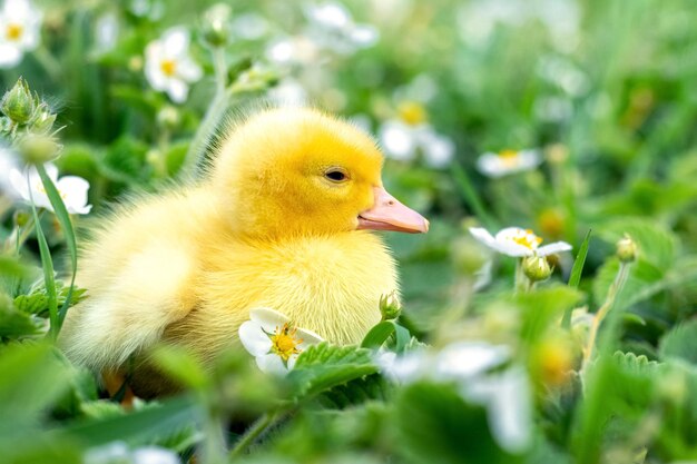 Pluizig geel eendje in de tuin tussen gras en aardbeienbloemen