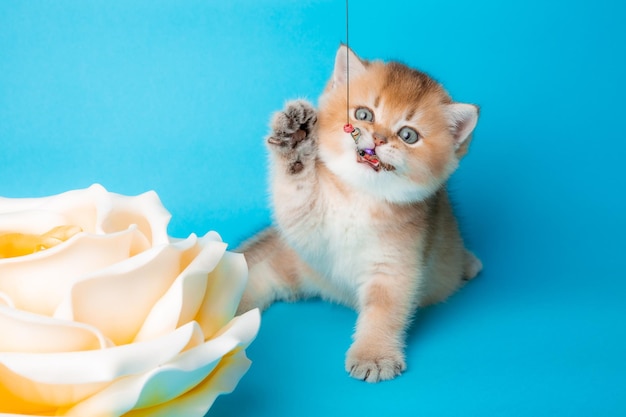 Pluizig gouden chinchilla kitten met een bloem op een blauwe achtergrond