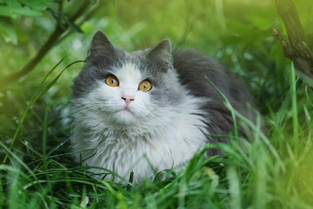 Pluizig grijze en witte dromende kat zittend tussen de struiken close-up