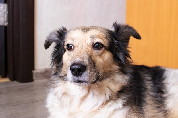 Pluizig grijze hond in kamer portret close-up