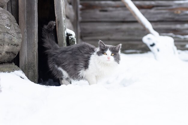 Pluizig helder katje zit in de sneeuw en kijkt in de winter naar de voorkant