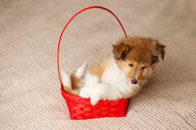 Pluizig puppy van de zittings sheltie hond