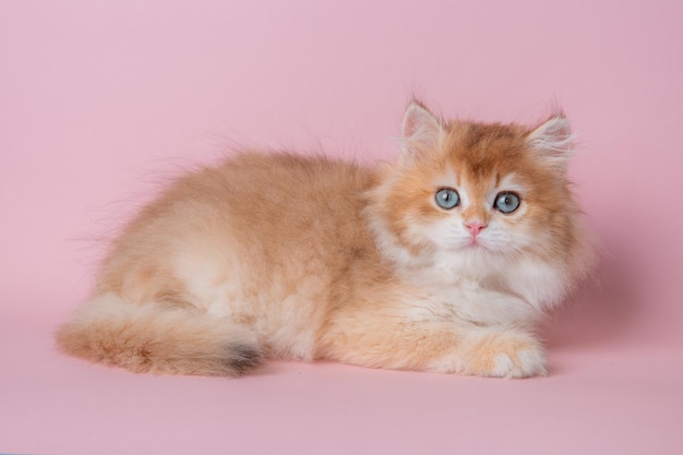 Pluizig rood katje zittend op een roze achtergrond