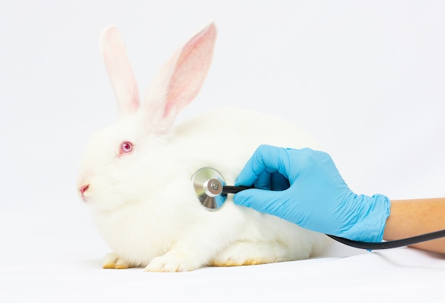 Pluizig wit konijn dat op een injectie bij de dierenarts wacht