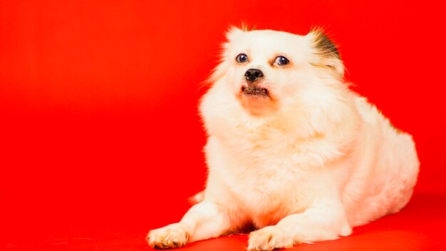 Pluizig witte hond liggend op rode achtergrond Ontspannen spits geeuwen uit verveling