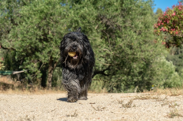 Foto pluizig zwarte rasechte herdershond in een landelijk landschap aan de costa brava, spanje bergamasco sheepdog briard bouvier des flandre