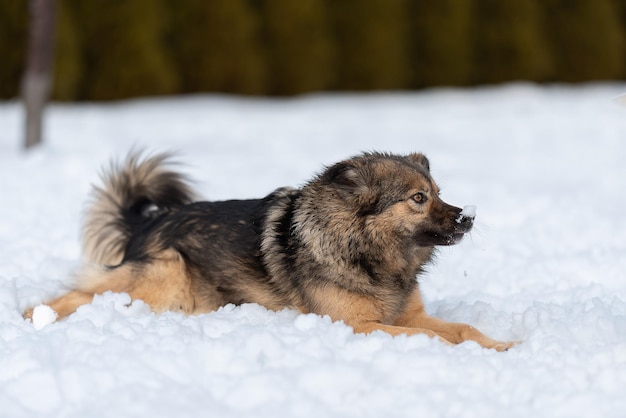 Pluizige bastaard ligt in de sneeuw na een actieve run