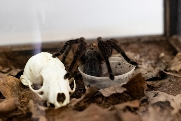 Foto pluizige bruine spin in de terrariumclose-up