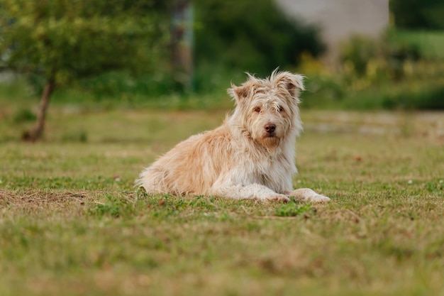 Pluizige dakloze hond ligt op het gazon