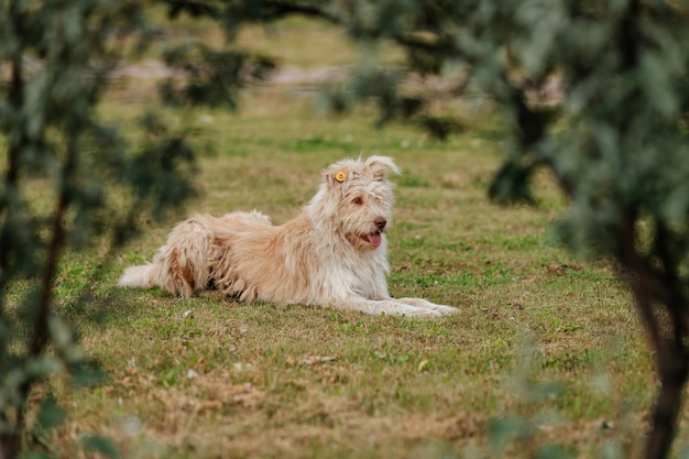 Pluizige dakloze hond ligt op het gazon