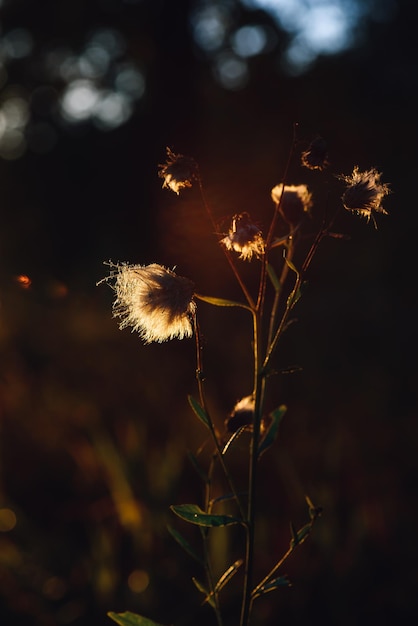 Pluizige droogbloemen