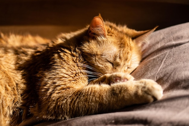 Pluizige gemberkat die in bed op beige beddengoed slaapt