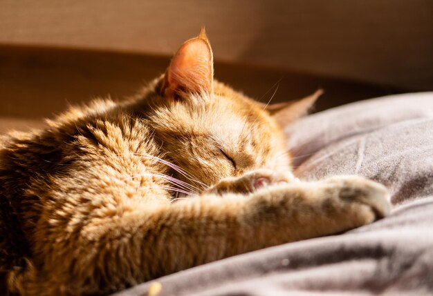 Pluizige gemberkat die in bed op beige beddengoed slaapt