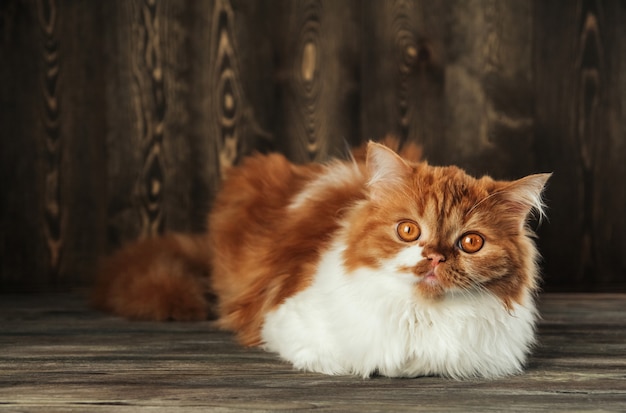 Pluizige gemberkat op een houten oppervlakte kopieert ruimte. Rode Schotse kitten